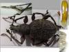 Otiorhynchus ghilianii